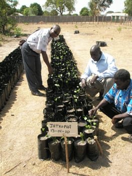Seedlings at school